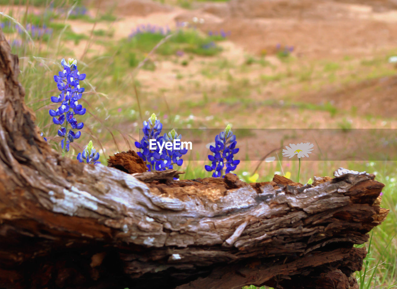 Wildflowers on stump