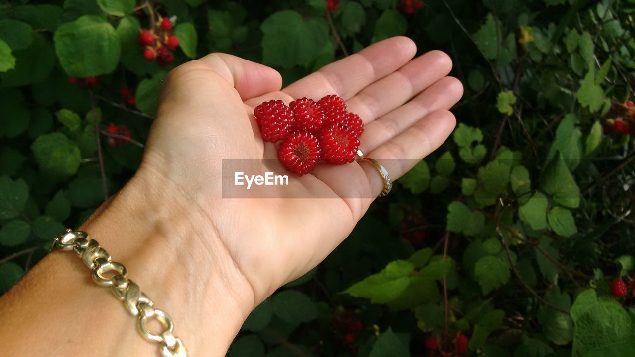Human hand holding red wild raspberries
