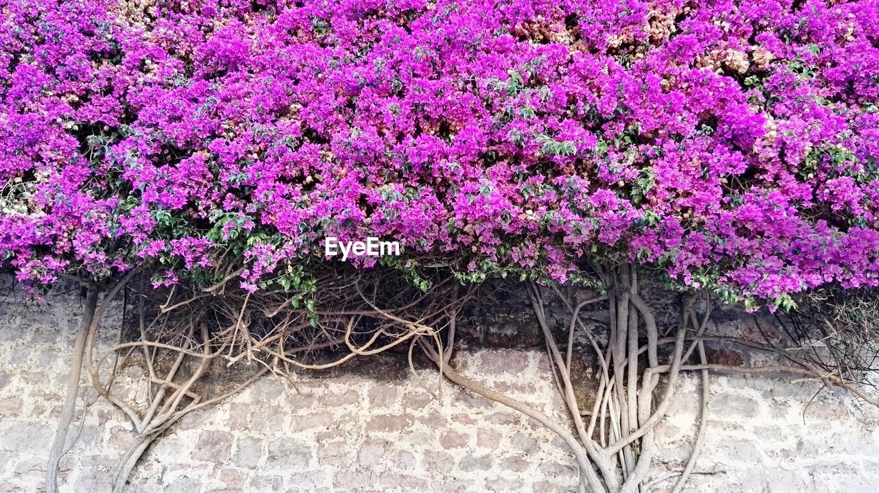 CLOSE-UP OF FRESH PINK FLOWERS BLOOMING IN PURPLE