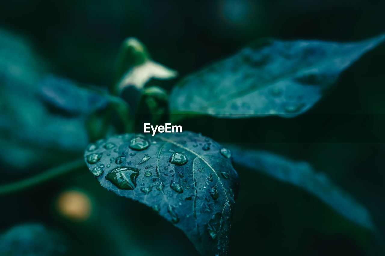 Close-up of raindrops on leaf