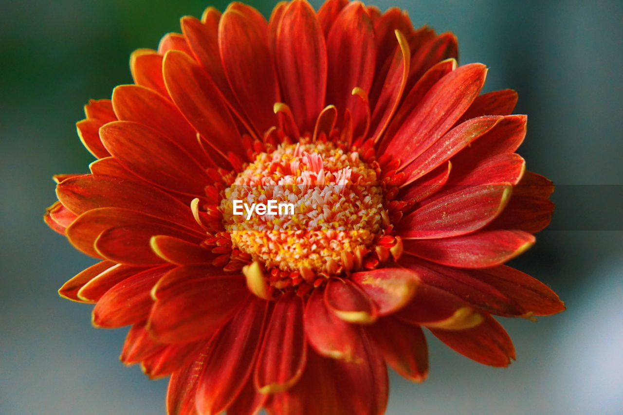 Close-up of red daisy