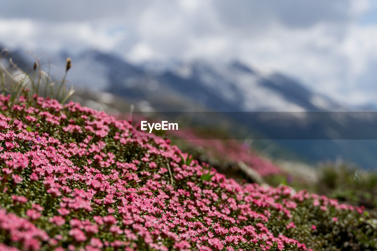 CLOSE-UP OF PINK FLOWERING PLANTS IN SUNLIGHT