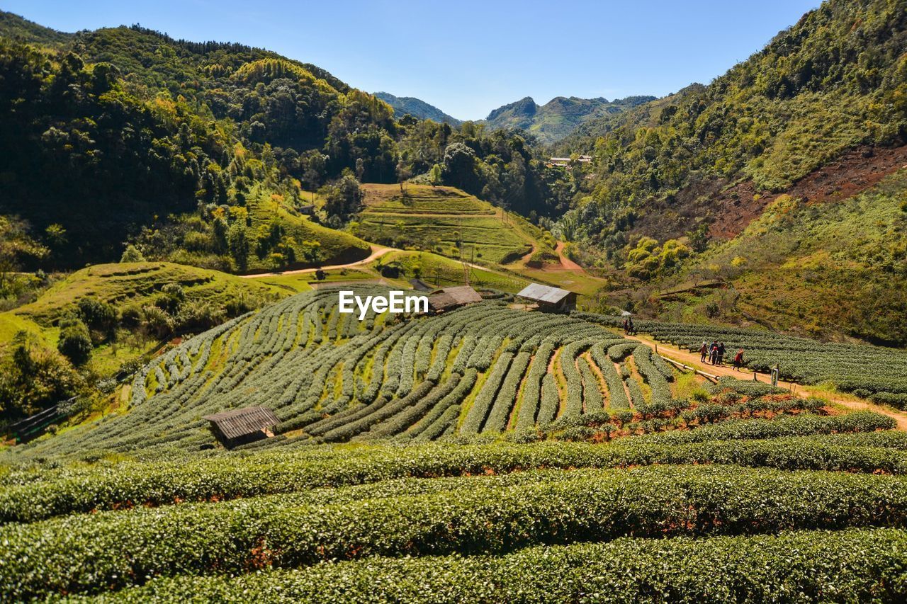 SCENIC VIEW OF AGRICULTURAL FIELD AGAINST MOUNTAIN RANGE