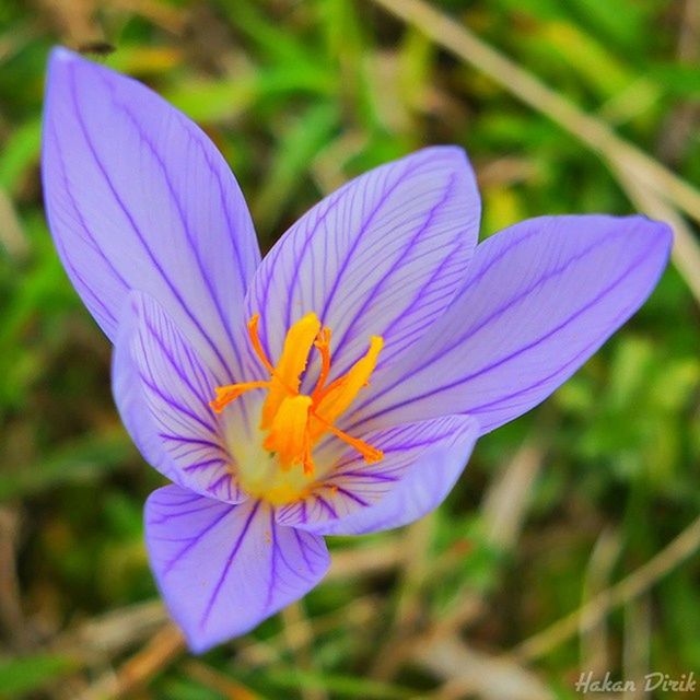 flower, flowering plant, plant, freshness, beauty in nature, close-up, purple, fragility, petal, flower head, growth, inflorescence, nature, macro photography, crocus, wildflower, pollen, focus on foreground, no people, blossom, botany, outdoors, springtime, meadow, day, animal wildlife, animal themes