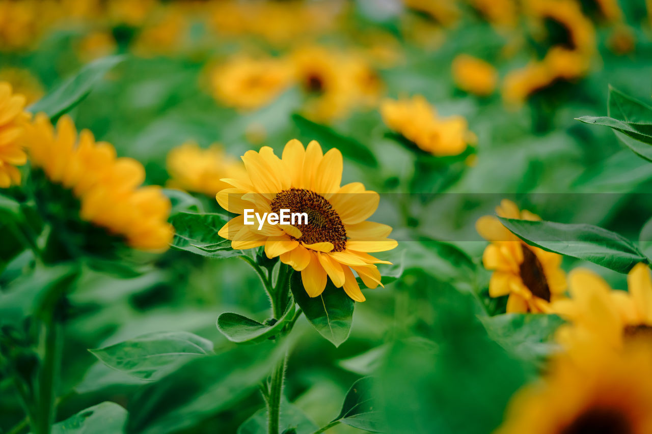 Close-up of beautiful yellow sunflower and sunflower fields