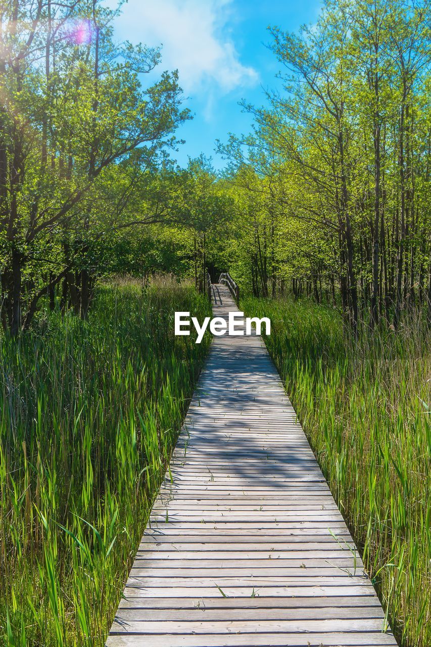 Boardwalk amidst trees in forest