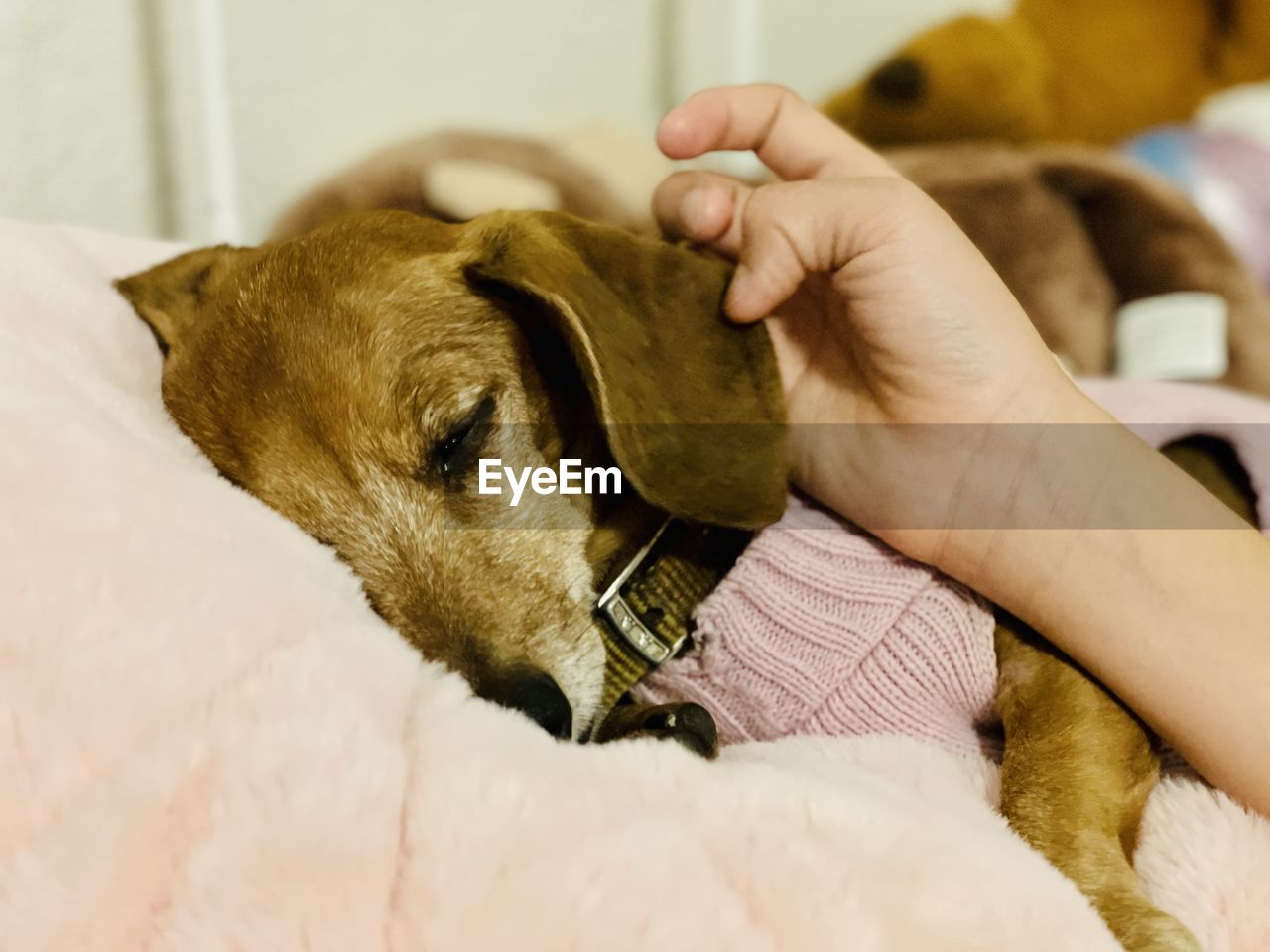 CLOSE-UP OF HAND HOLDING DOG WITH HANDS