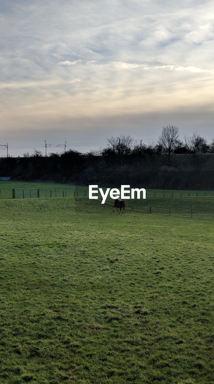 Horse running on green landscape against cloudy sky during sunset