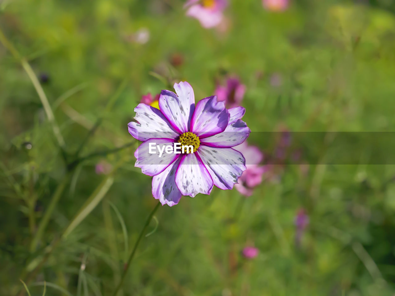 flower, flowering plant, plant, freshness, beauty in nature, fragility, flower head, close-up, petal, inflorescence, nature, purple, growth, meadow, garden cosmos, wildflower, focus on foreground, no people, macro photography, pollen, botany, outdoors, pink, medicine, springtime, day, summer, grass, green, blossom, selective focus