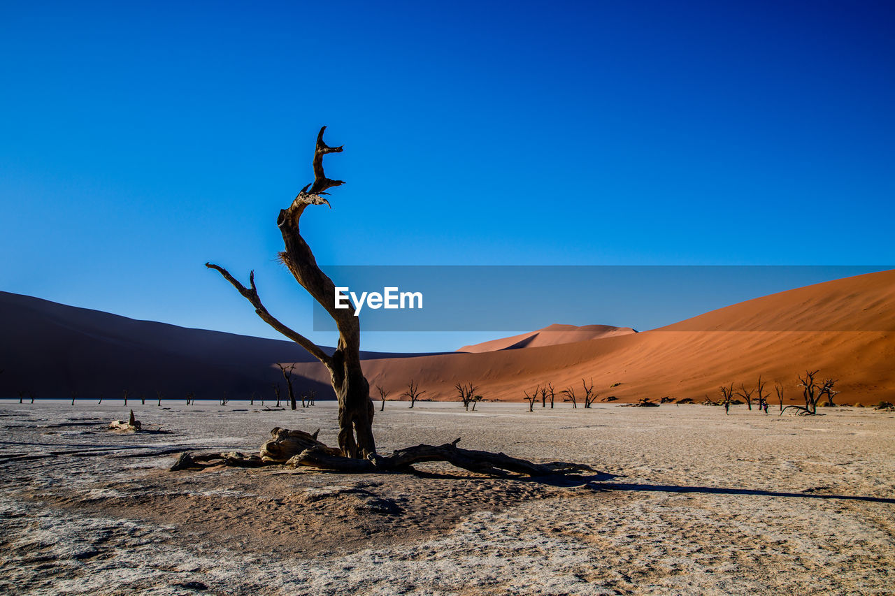 Namib desert