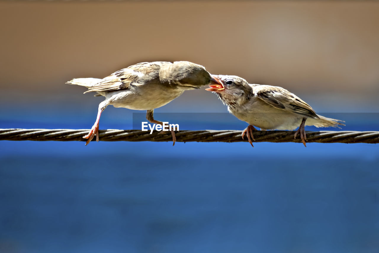 Newly born, hungry baby sparrow barely balancing on wire being fed with food from parents.