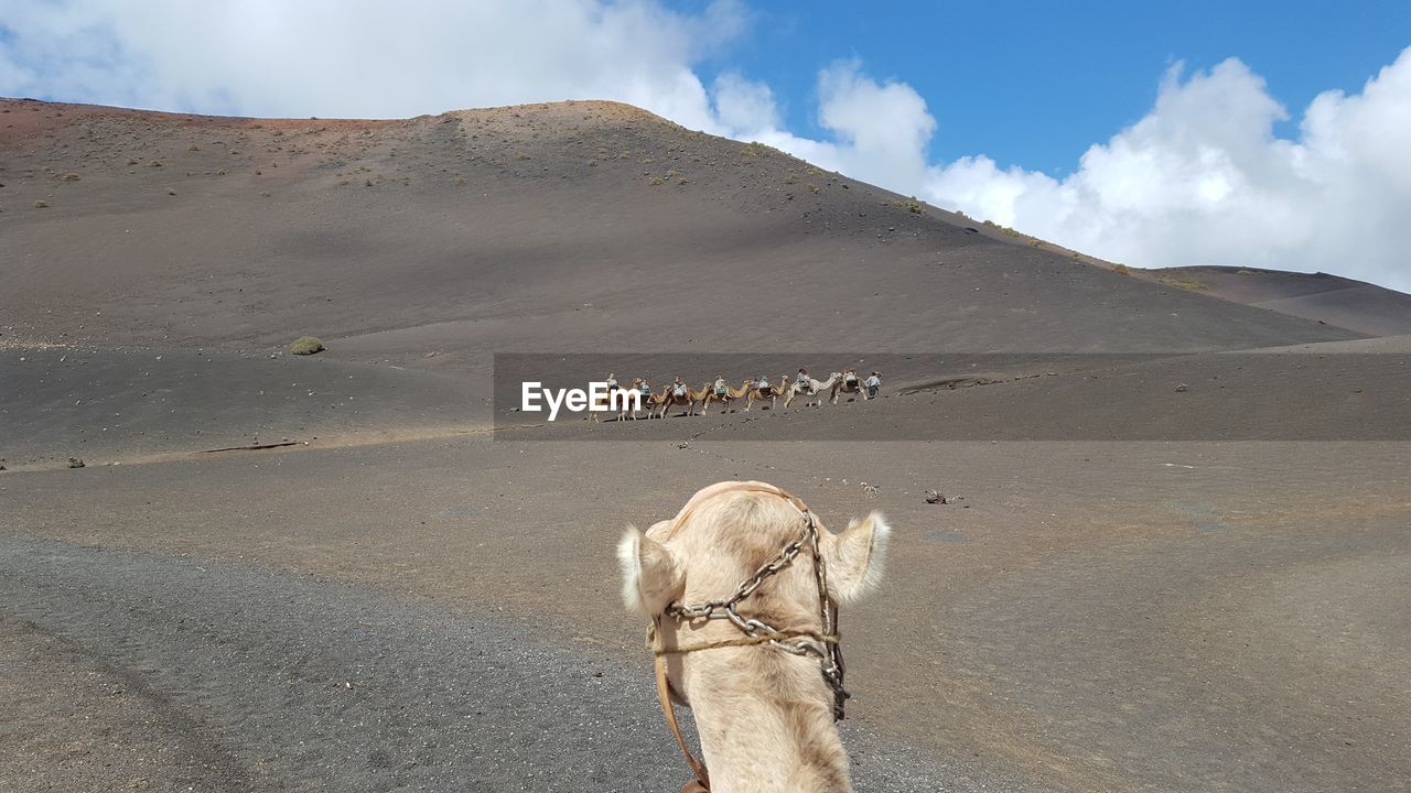 PANORAMIC VIEW OF A HORSE ON DESERT
