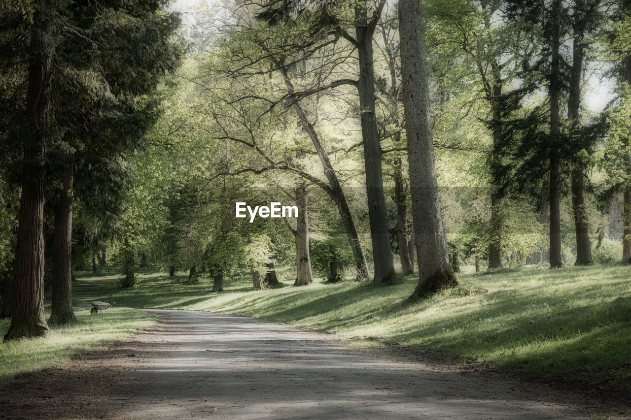 ROAD IN FOREST