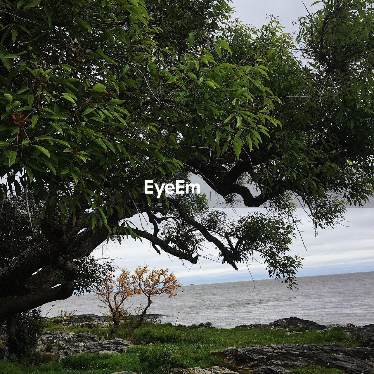 SCENIC VIEW OF SEA AGAINST TREES