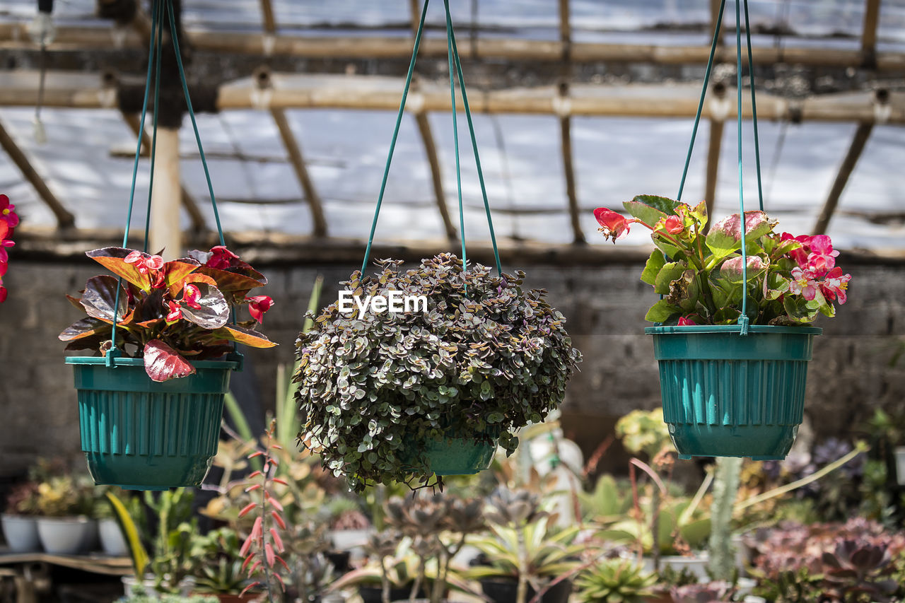 Close-up of potted plants