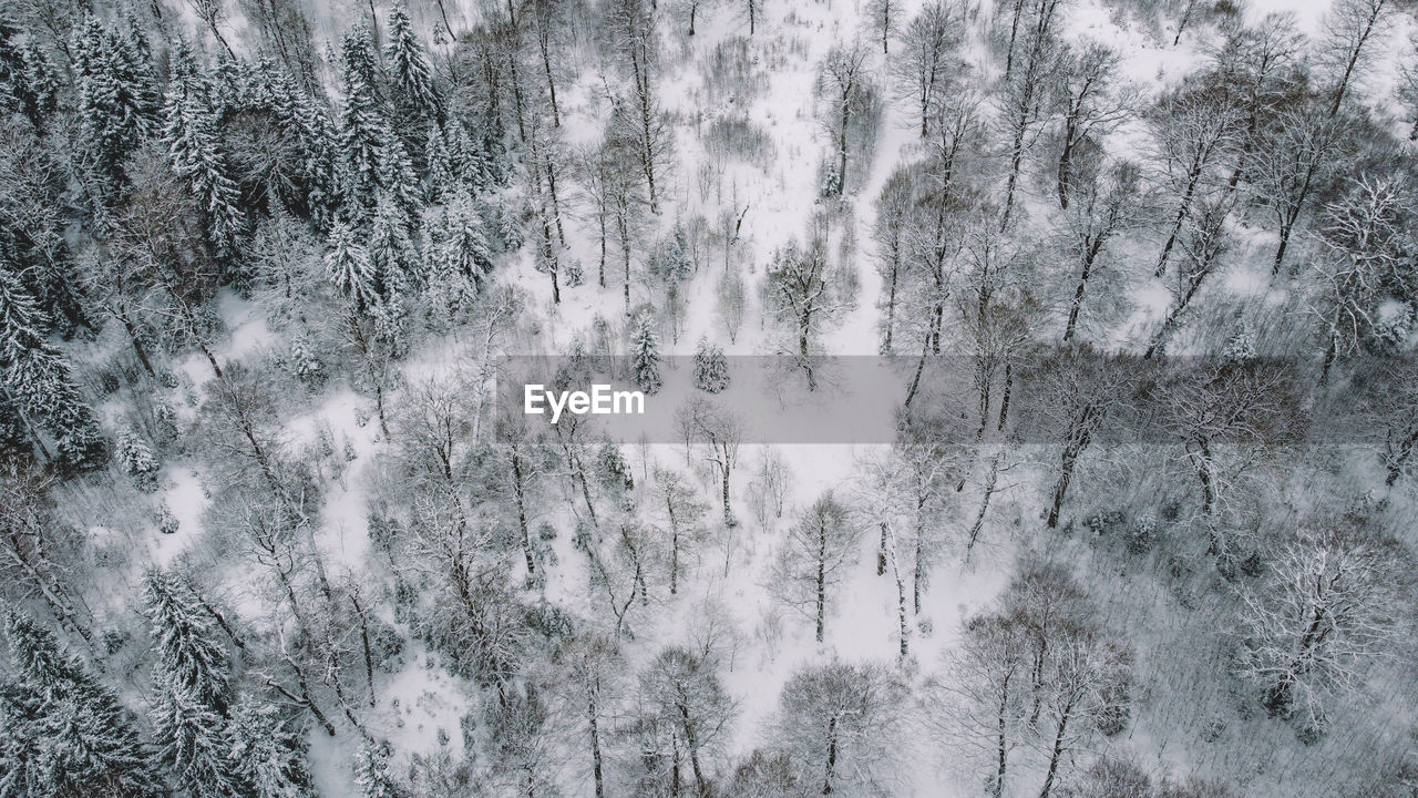 Snowed forest aerial