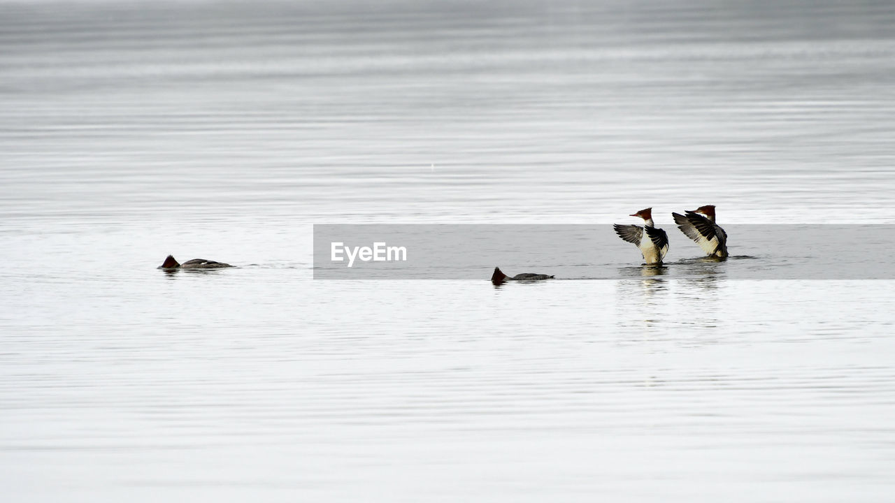 DUCKS SWIMMING ON LAKE