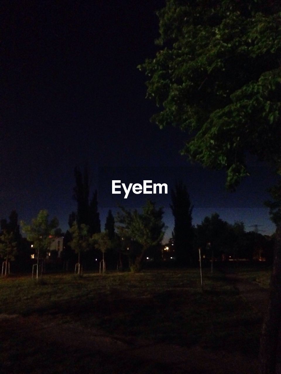 TREES ON FIELD AT NIGHT