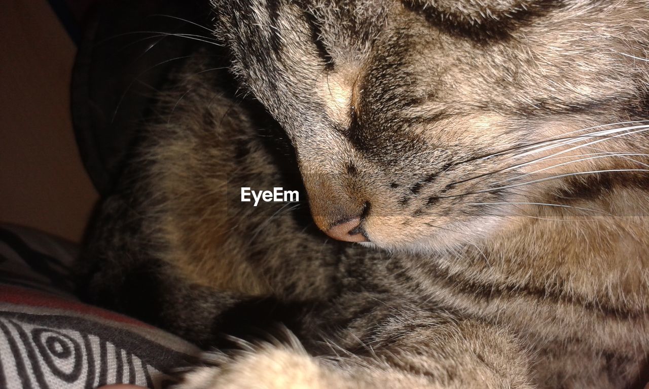 CLOSE-UP OF TABBY SLEEPING