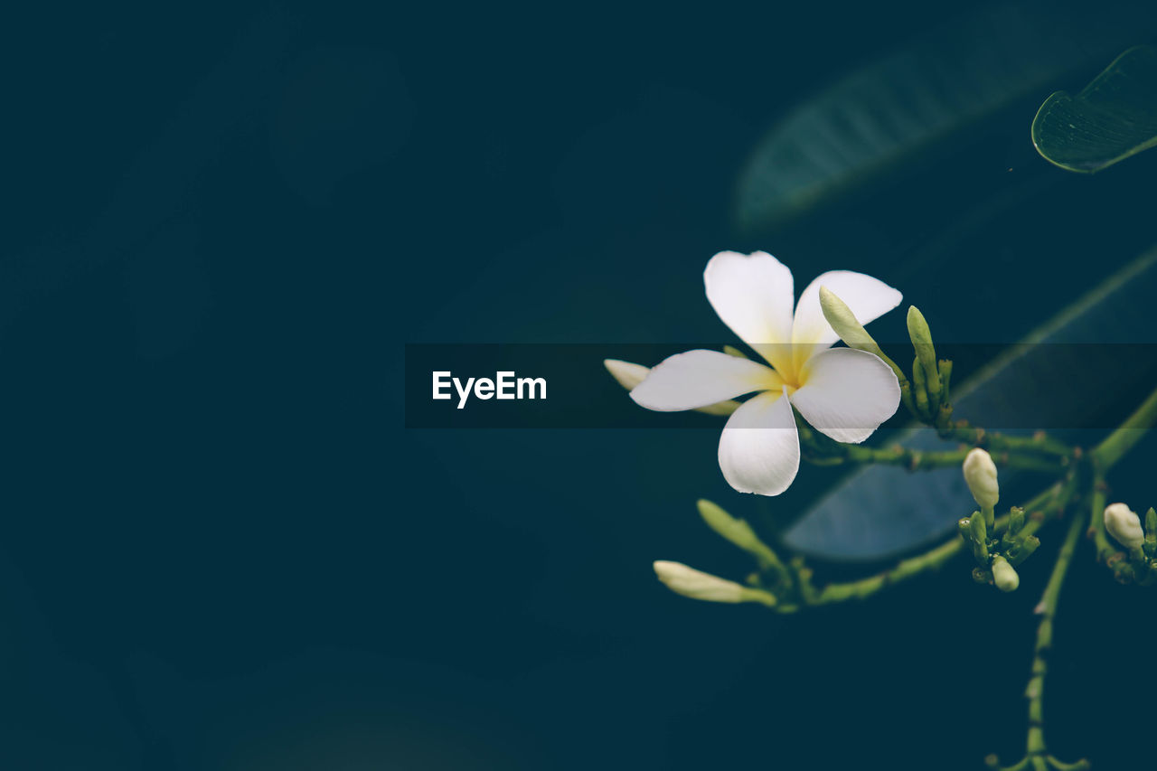 CLOSE-UP OF WHITE FLOWERING PLANT AGAINST BLURRED BACKGROUND