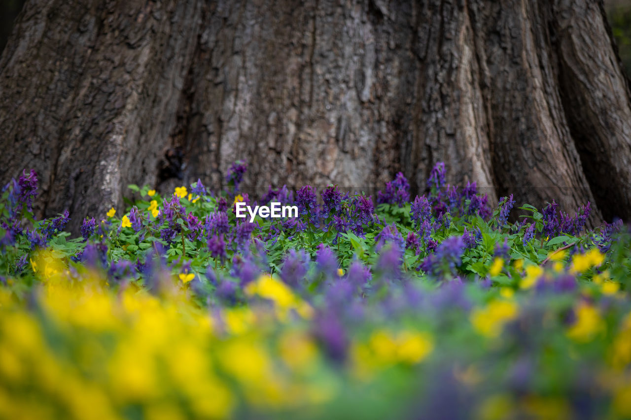 CLOSE-UP OF PURPLE CROCUS FLOWERS GROWING ON TREE TRUNK