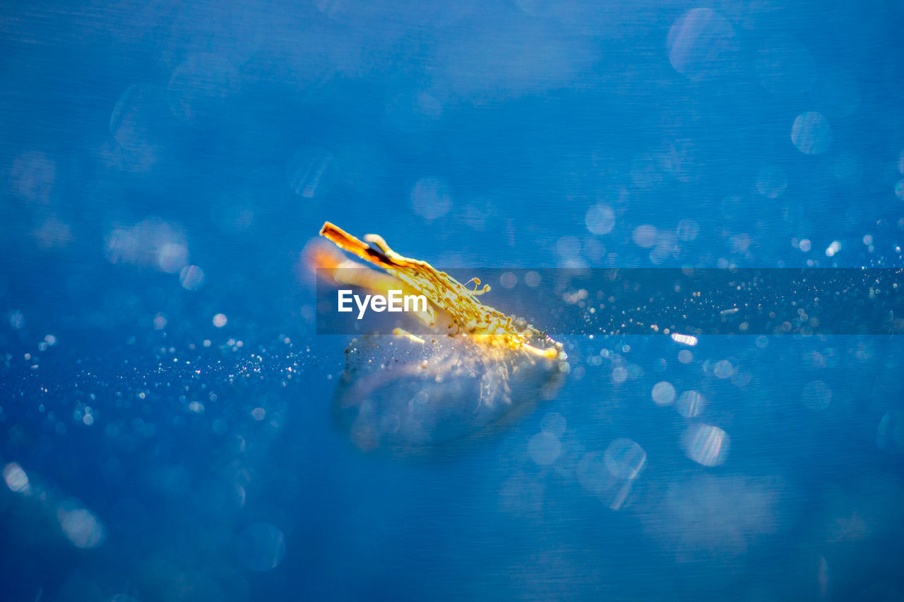 Close-up of fish swimming in aquarium