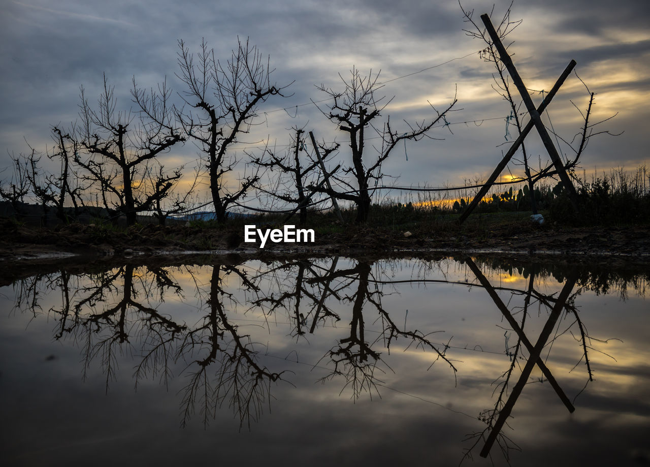 BARE TREE BY LAKE AGAINST SKY