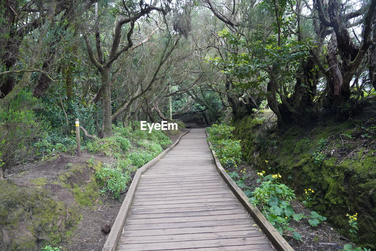 NARROW FOOTBRIDGE ALONG TREES