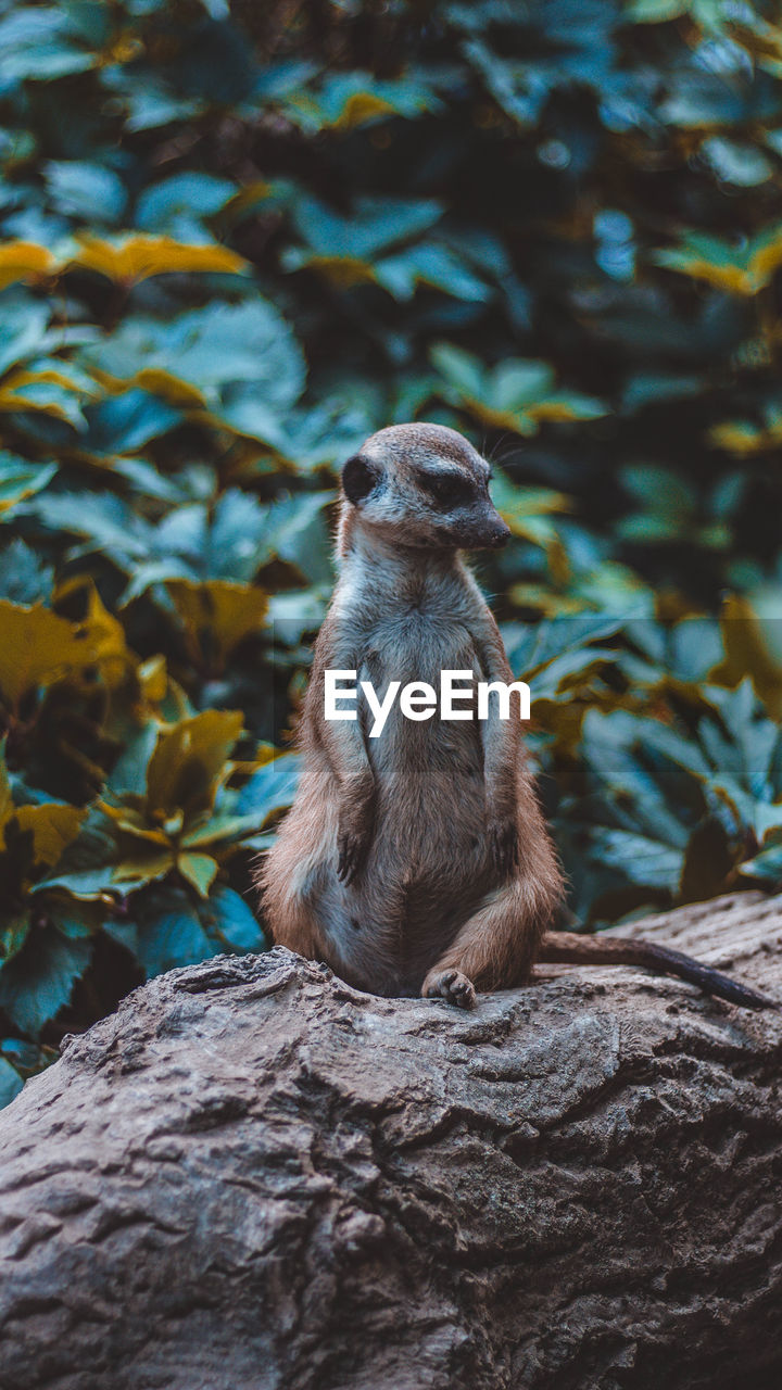 Meerkat sitting on branch in forest