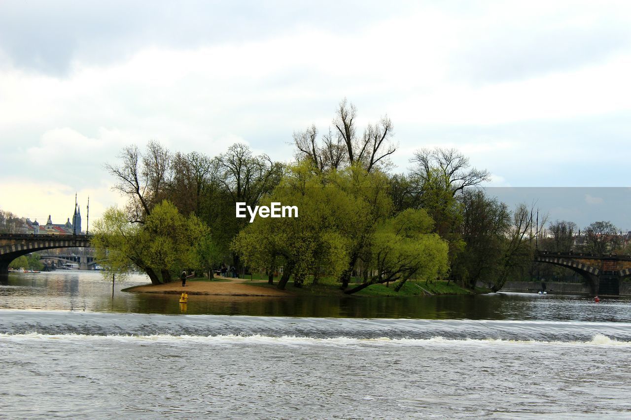 TREES AT RIVERBANK