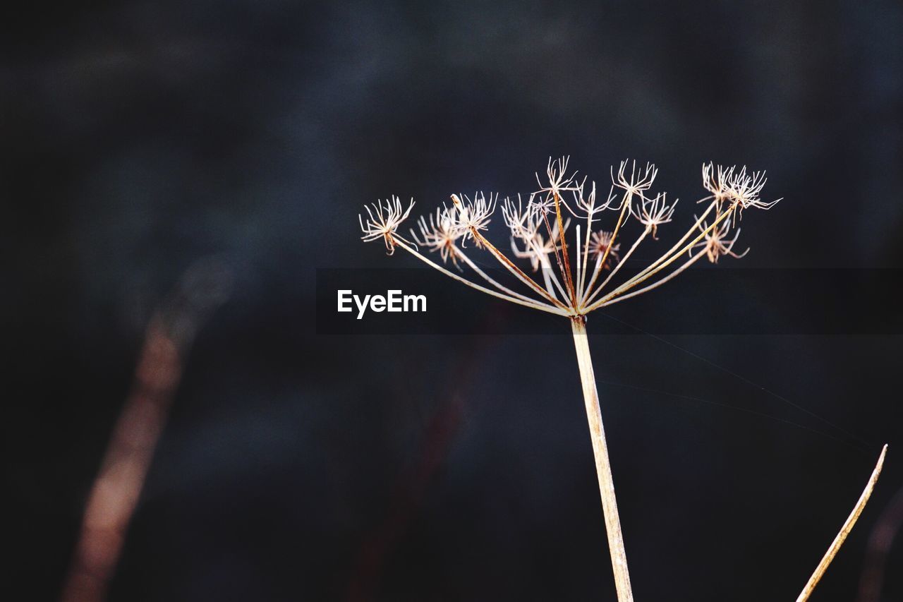 Close-up of dried cow parsnip flowers