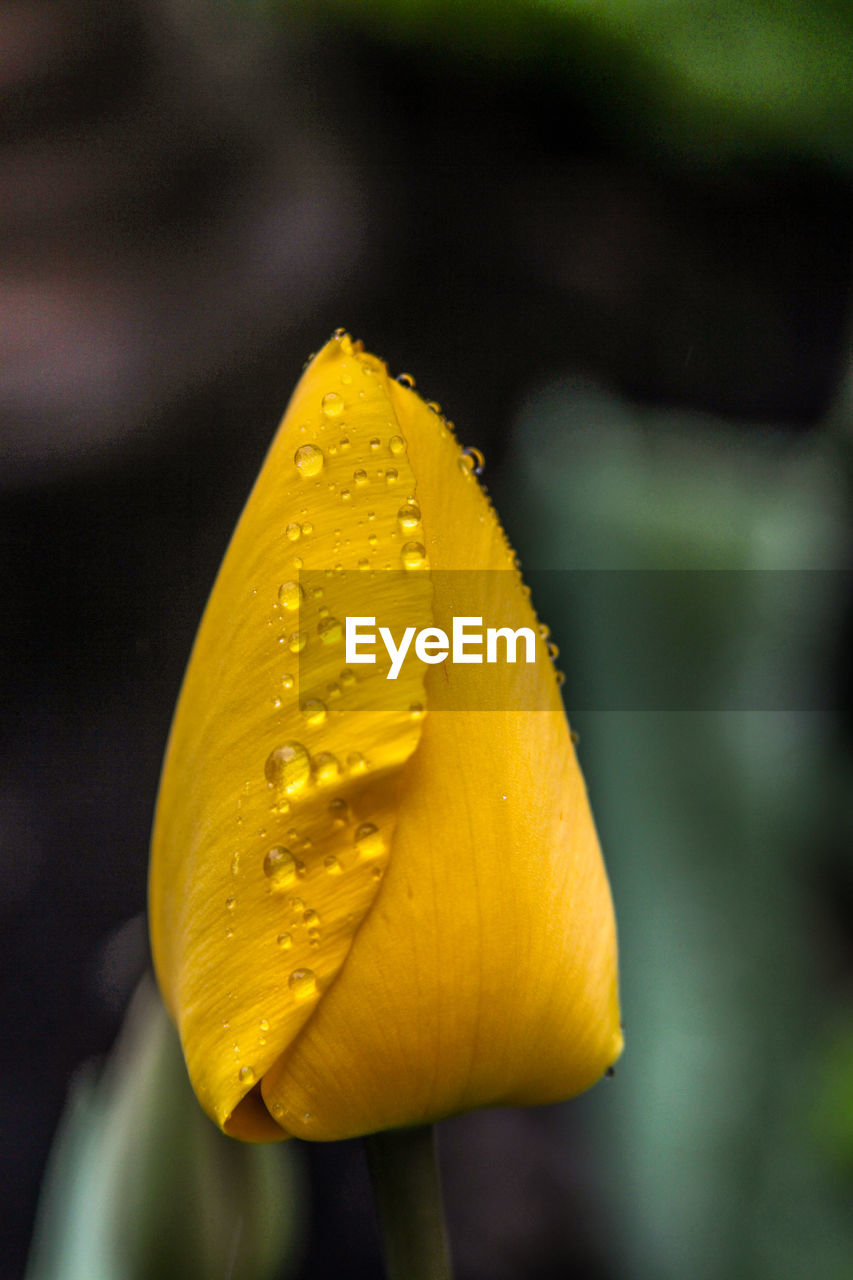 yellow, flower, flowering plant, plant, close-up, beauty in nature, freshness, macro photography, plant stem, nature, fragility, flower head, leaf, petal, inflorescence, growth, water, green, no people, focus on foreground, wet, wildflower, drop, outdoors, springtime, day