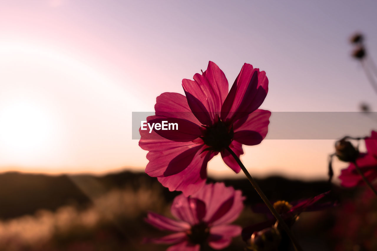flower, flowering plant, plant, beauty in nature, freshness, nature, pink, sky, flower head, petal, inflorescence, sunset, close-up, macro photography, blossom, fragility, focus on foreground, no people, landscape, garden cosmos, red, sunlight, growth, outdoors, cosmos, environment, multi colored, springtime, tranquility, selective focus, magenta, botany, sun, summer, scenics - nature, vibrant color, land, leaf, dusk, field, pollen, plant stem, back lit