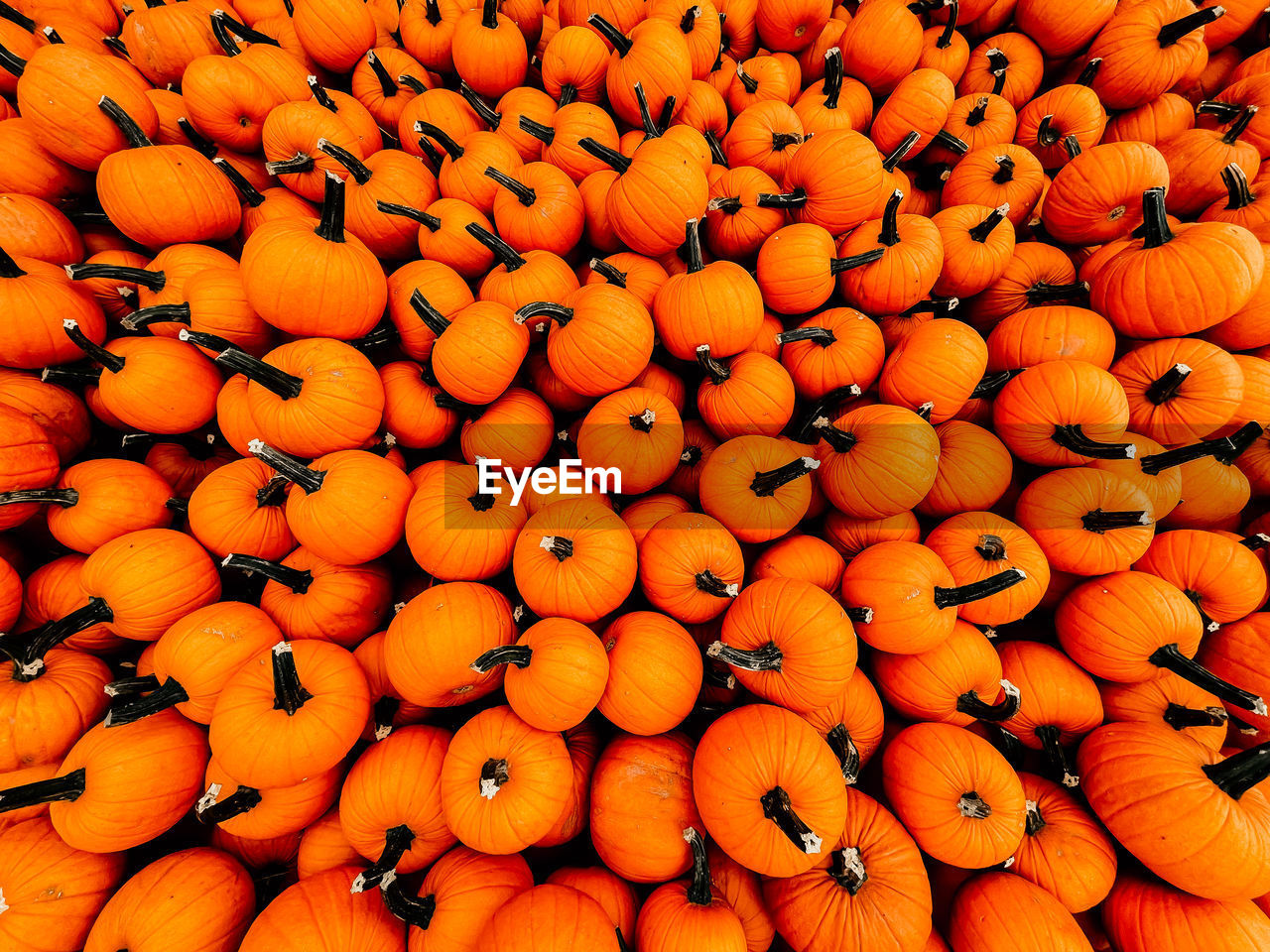 FULL FRAME SHOT OF ORANGE FRUITS FOR SALE