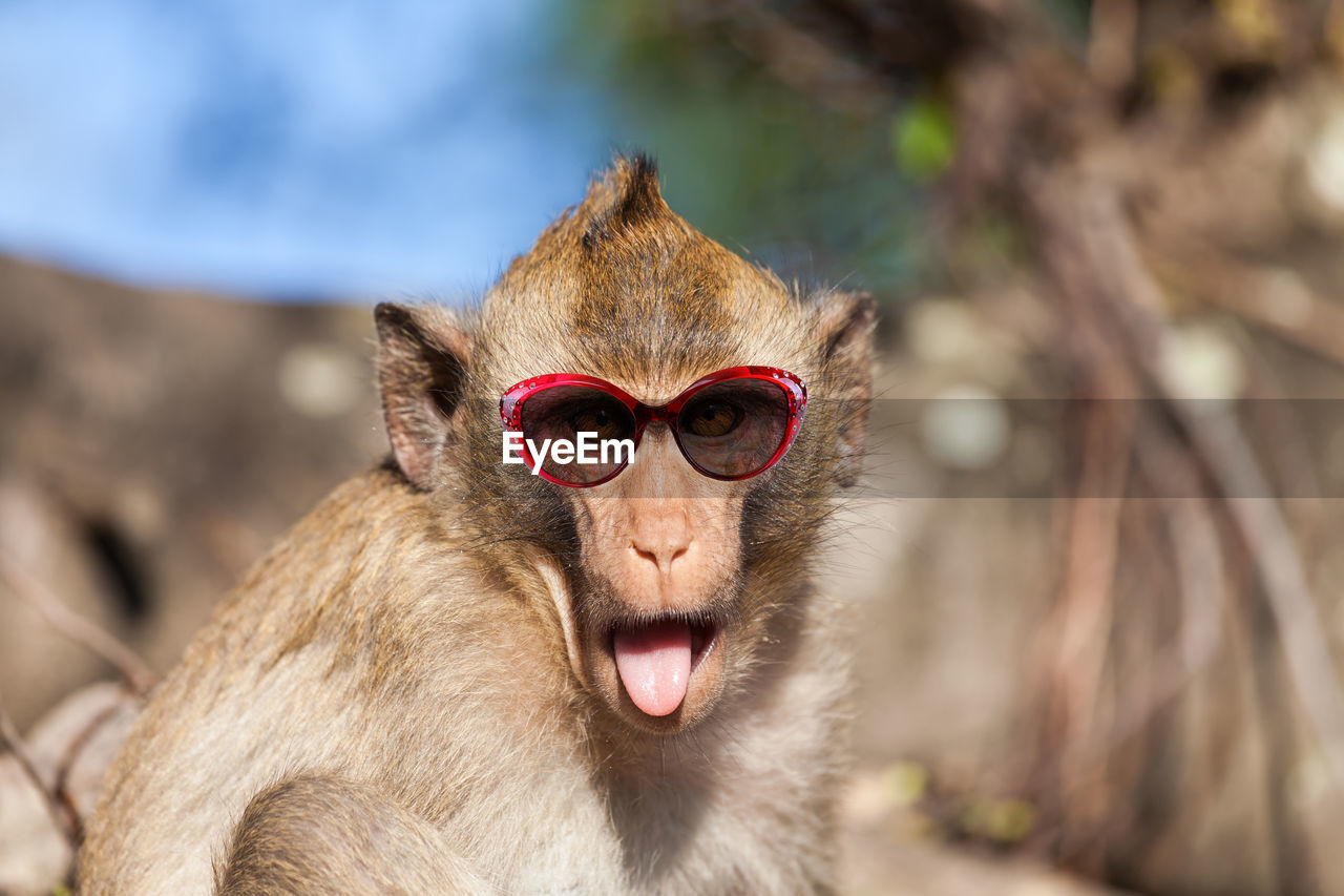 CLOSE-UP PORTRAIT OF SUNGLASSES ON STONE