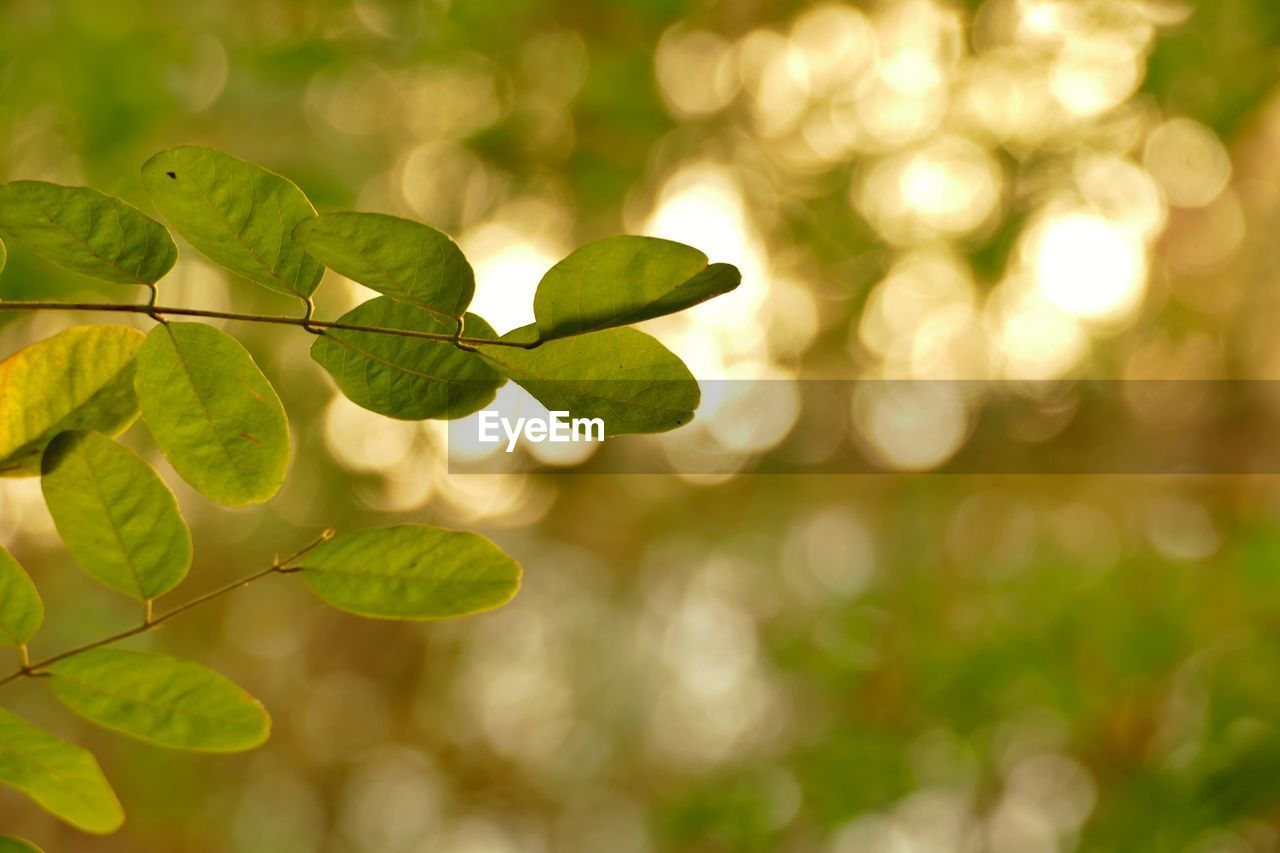 Close-up of leaves against blurred background