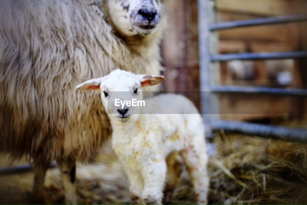 Portrait of lamb with sheep in stable