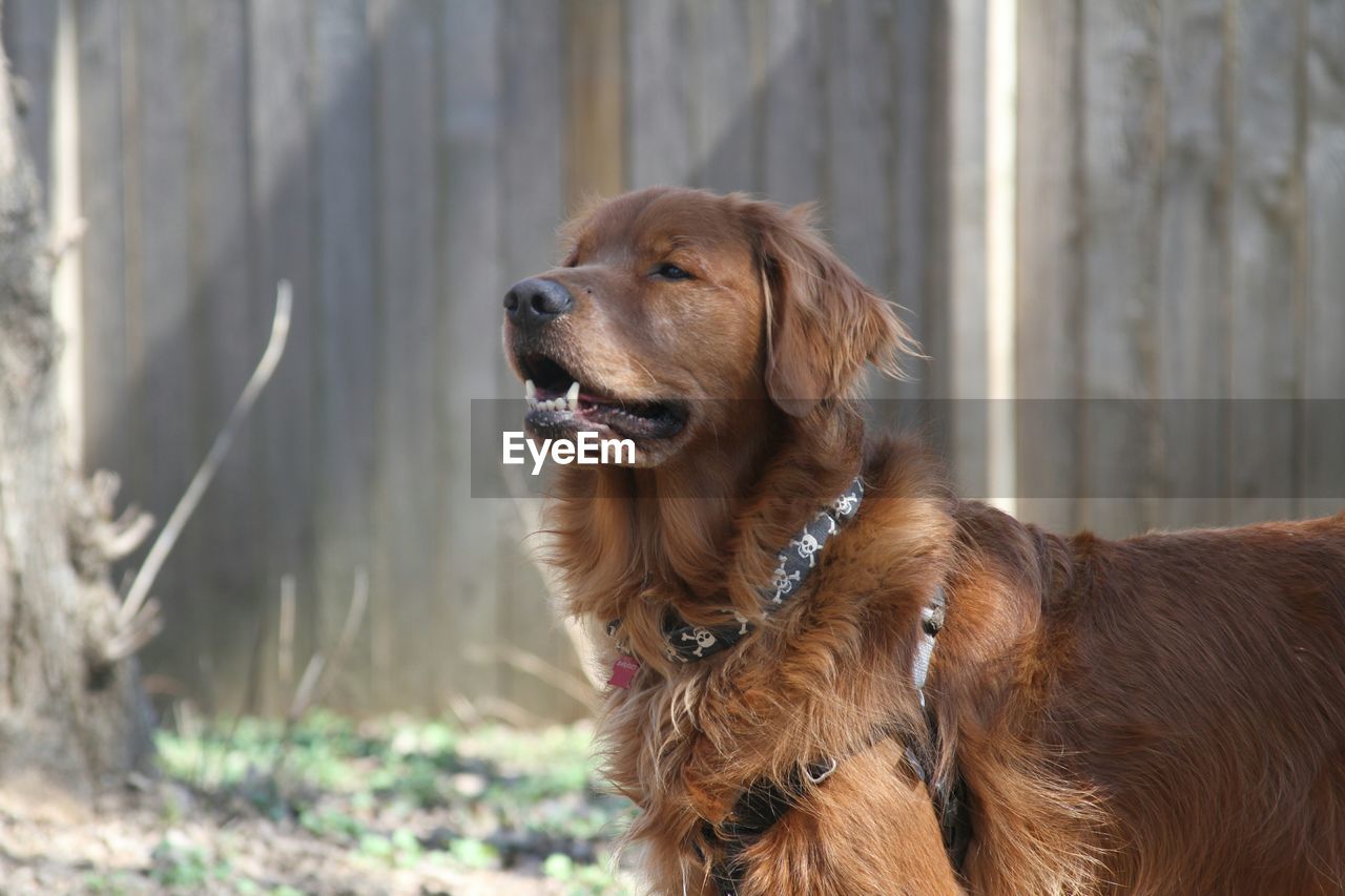 Close-up of brown dog on field against fence