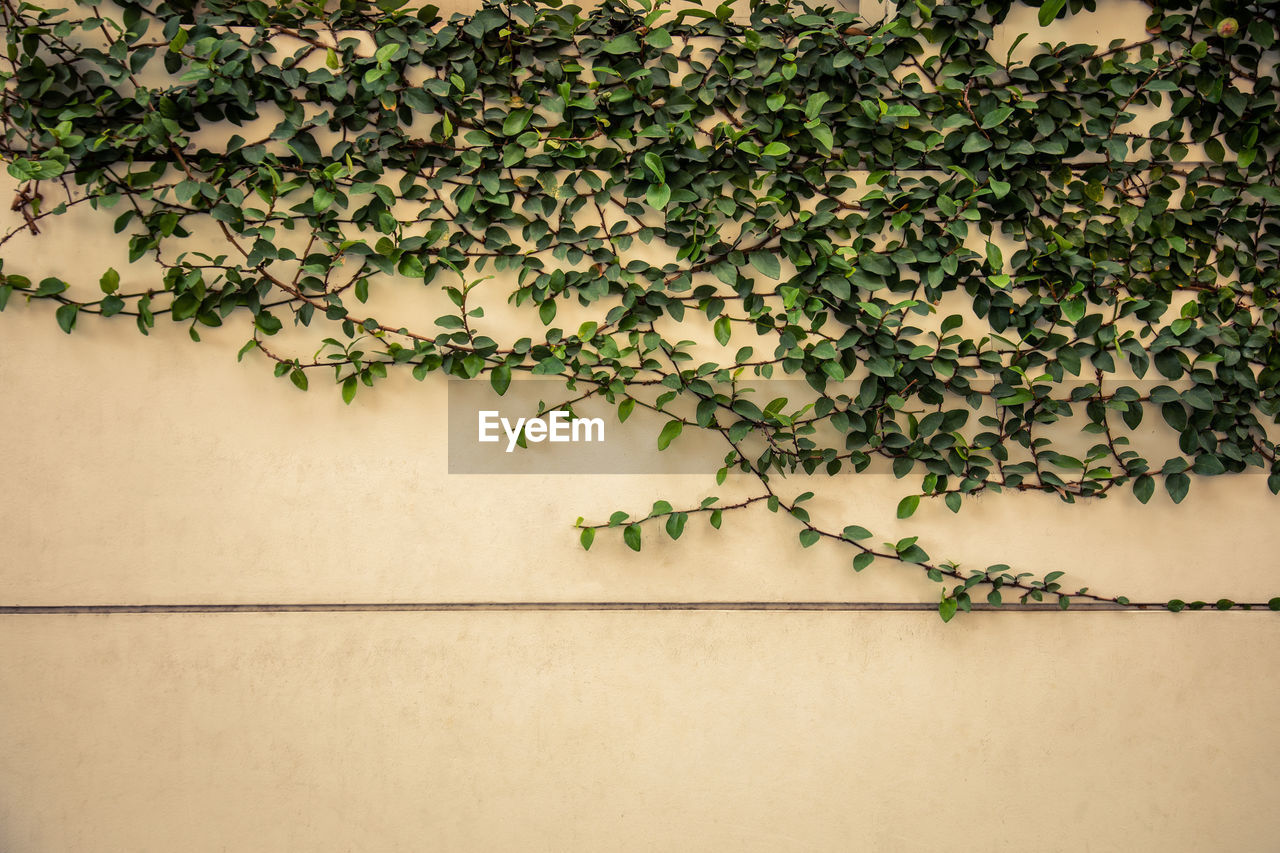 Front shot of green ivy with leaves, branches and roots on the white and cream grunge wall