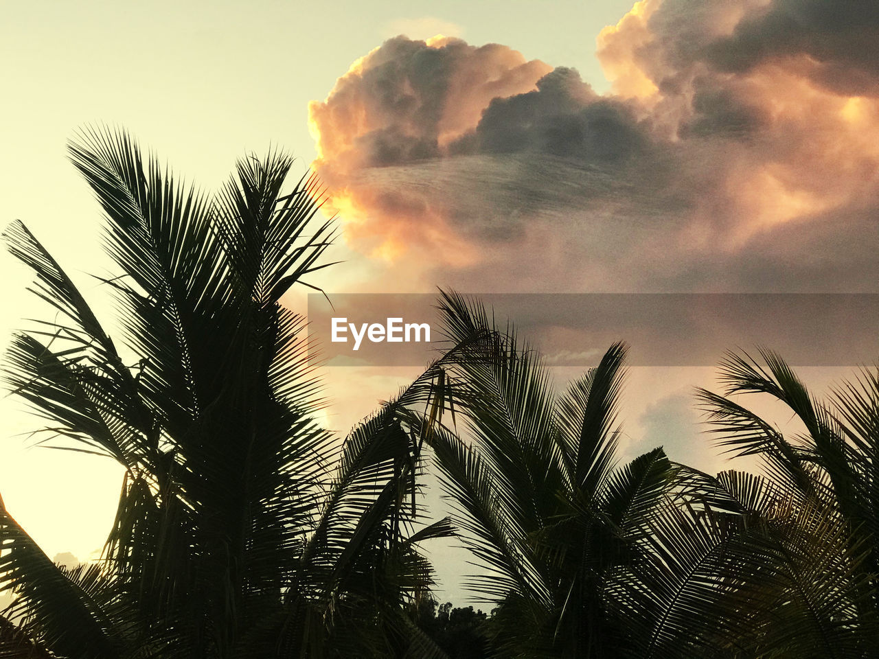 SILHOUETTE PALM TREES AGAINST SKY AT SUNSET