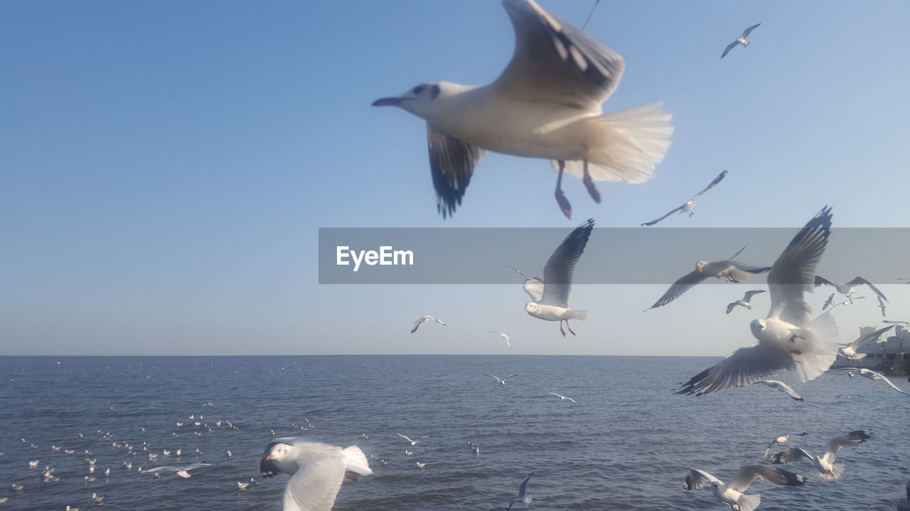 SEAGULLS FLYING ABOVE SEA
