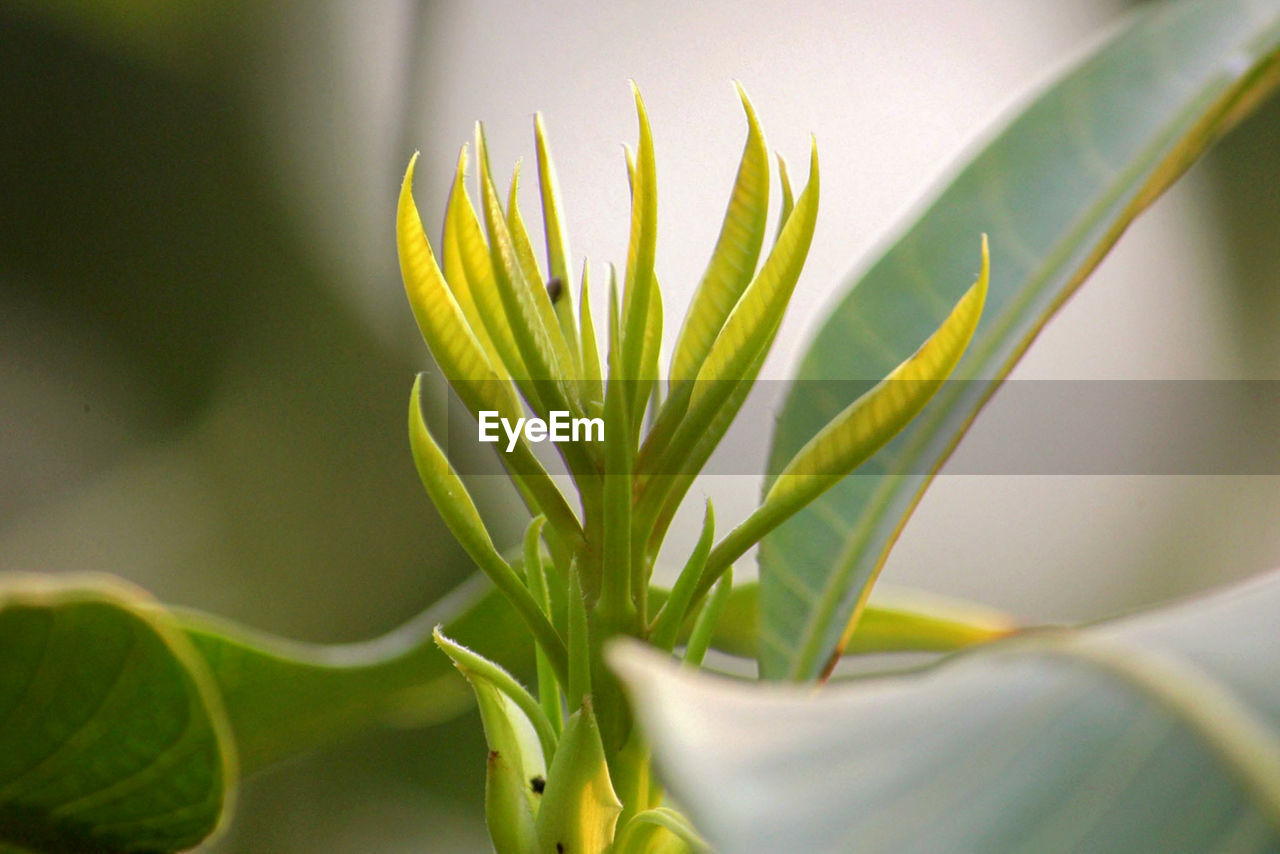 Close-up of green plant