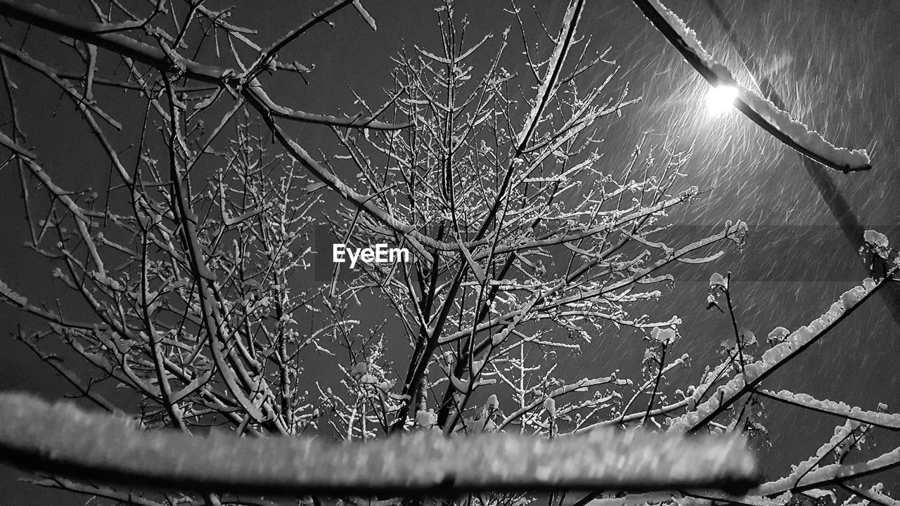 CLOSE-UP OF BARE TREES