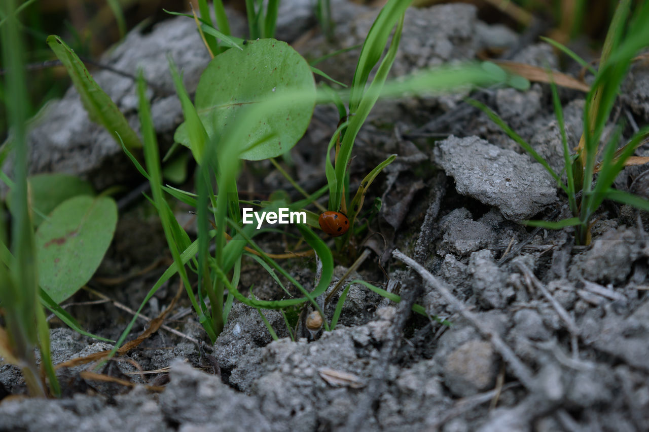 CLOSE-UP OF LIZARD ON FIELD IN GRASS