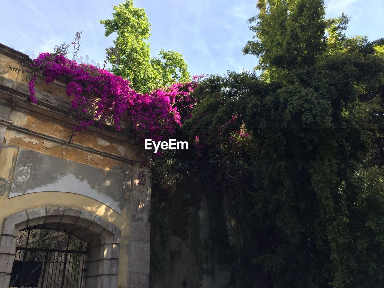 LOW ANGLE VIEW OF PLANTS AND TREES
