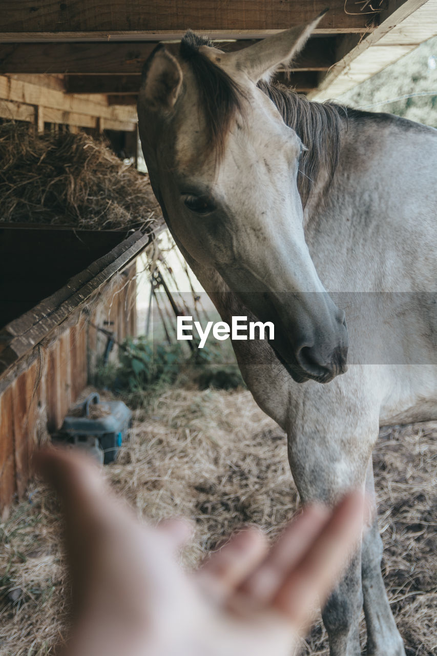 VIEW OF PERSON HAND BY HORSE