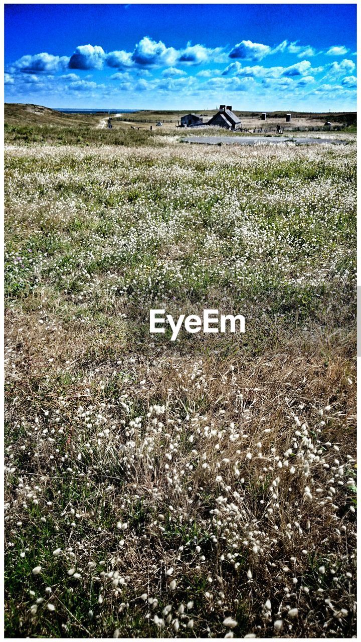 View of flowers growing in field