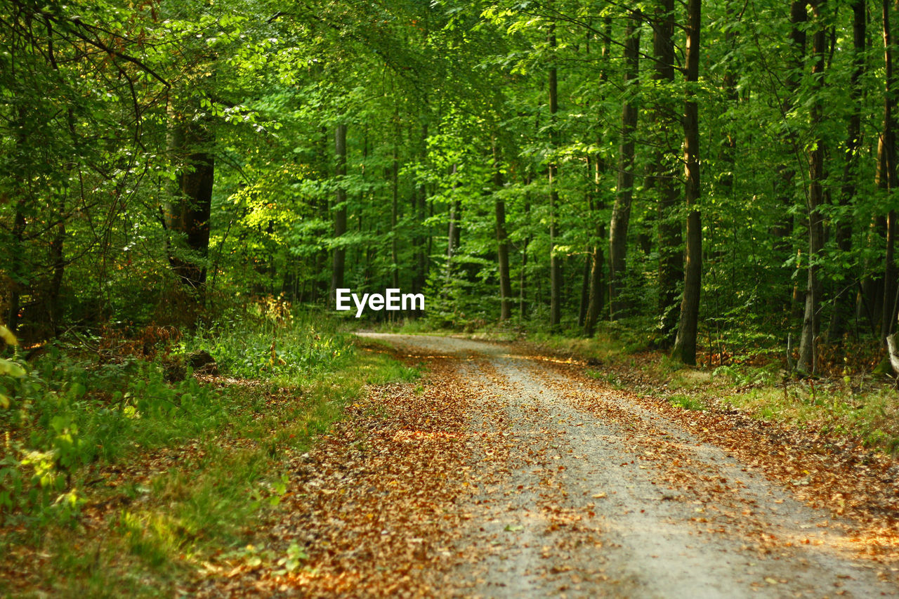 ROAD AMIDST TREES AND PLANTS IN FOREST