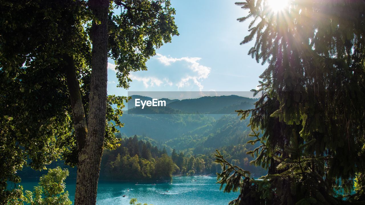 Scenic view of river in forest against sky