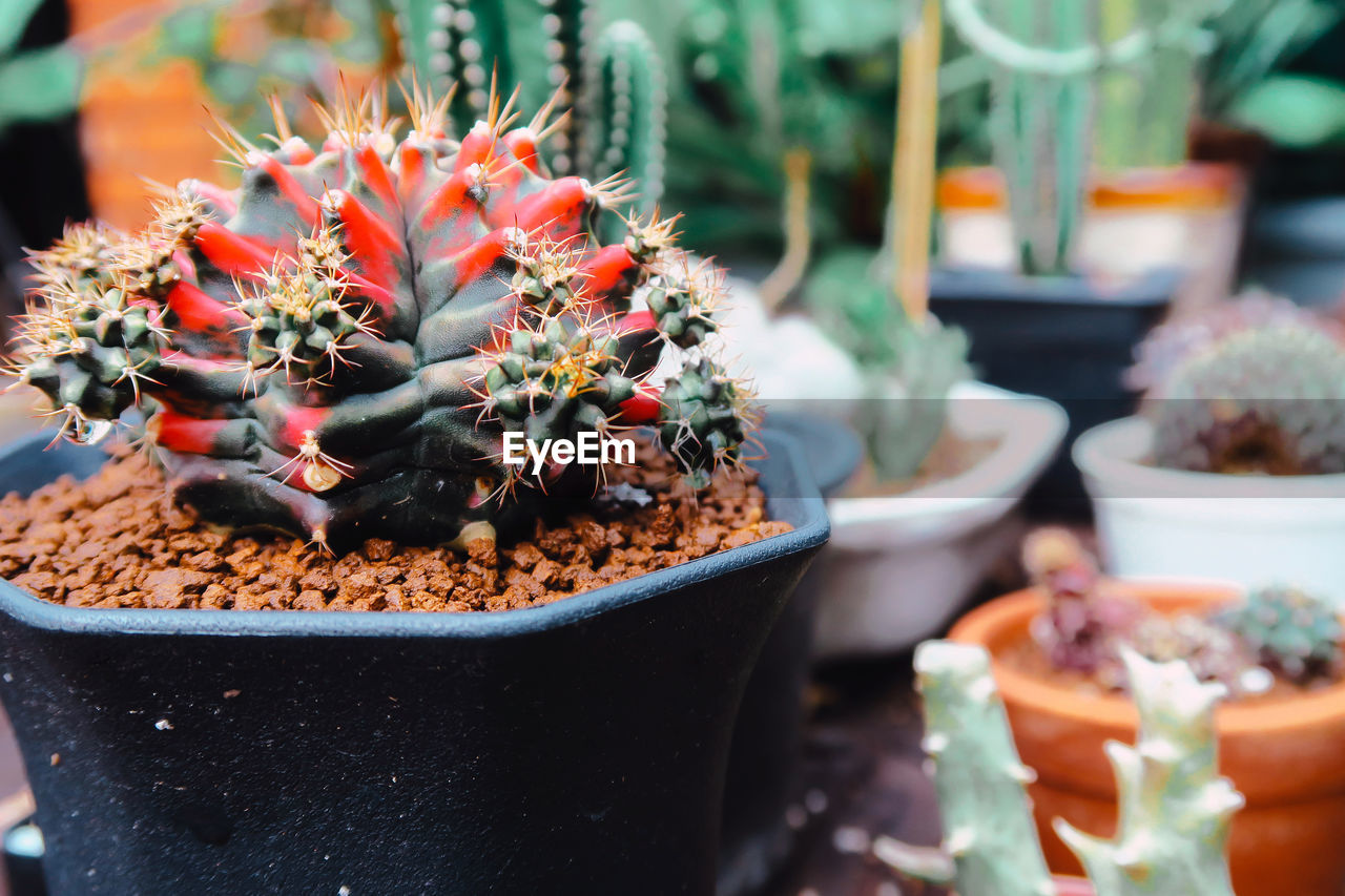 CLOSE-UP OF SMALL POTTED PLANT